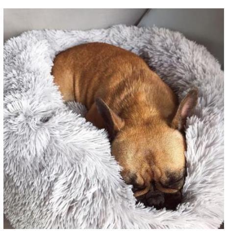 Plush Round Dog Bed for Small Dogs - Calming, Self-Heating Pet Nest Mat