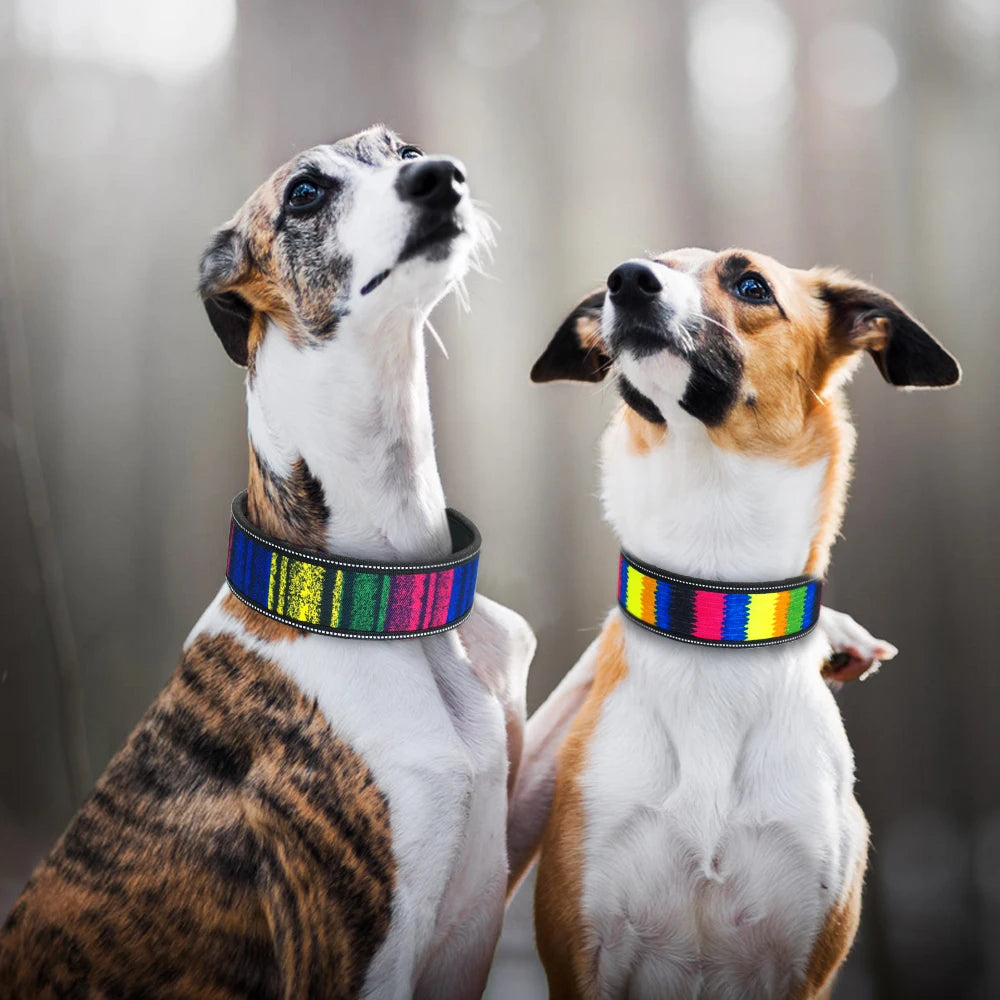 Nylon Dog Collar Reflective