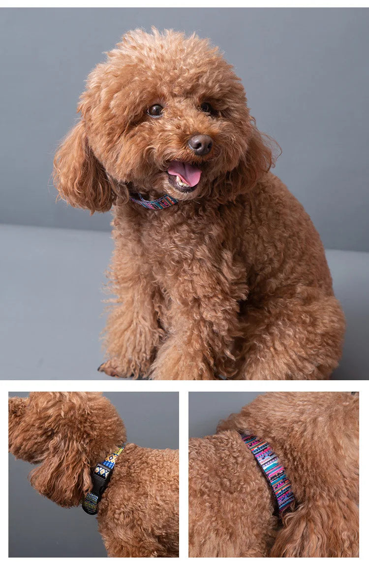 Pet Collar and Leash Set