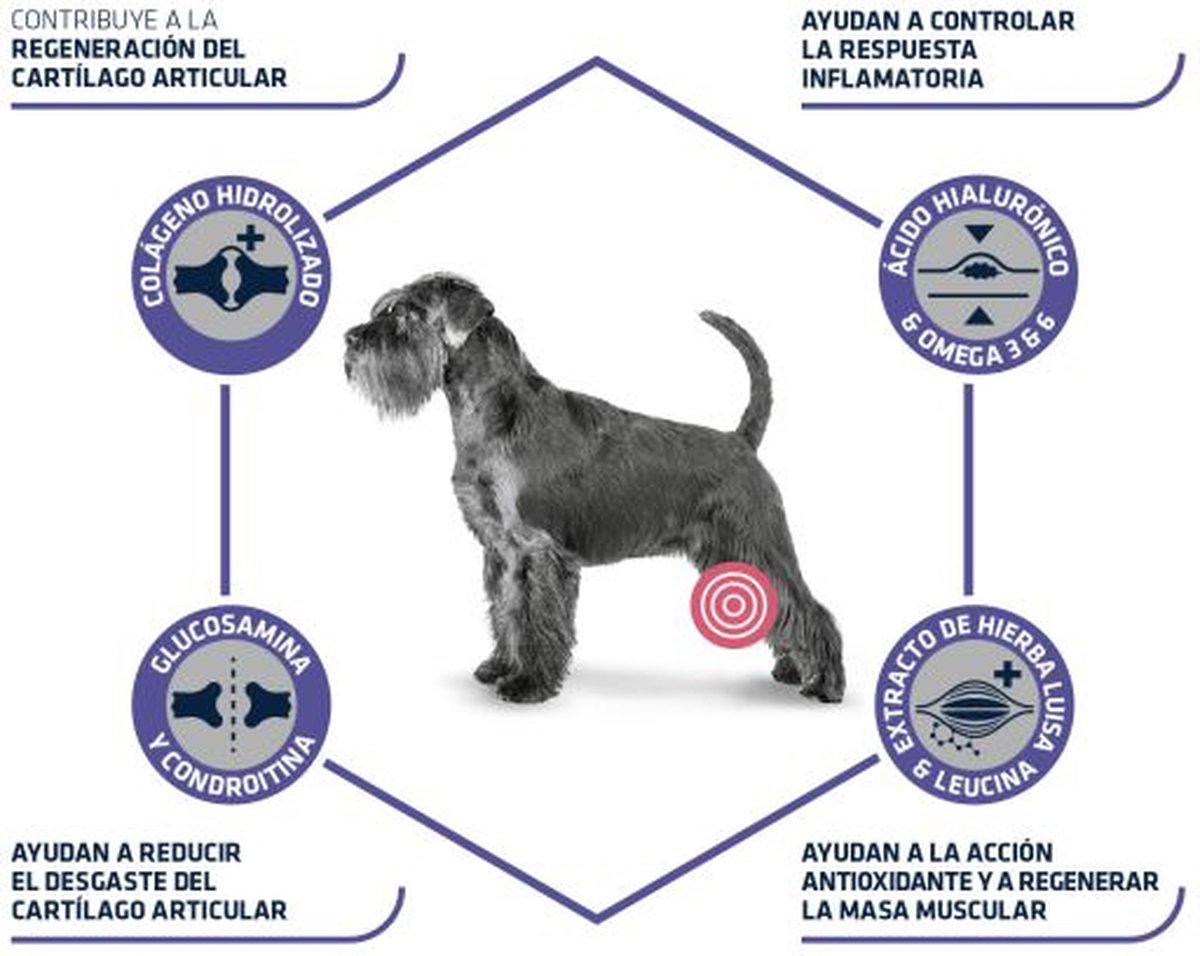 Advance veterinary diet dog articular gewrichten senior voor gewrichtsgezondheid en herstel van oudere honden.