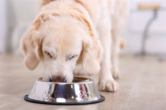 HAPPY PET VOERBAK ANTISLIP 14 CM met een hond die eraan eet en een anti-slip rand.
