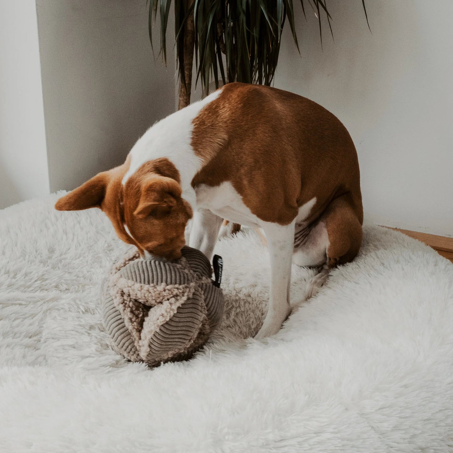 Een hond die speelt met de BOBBY snuffelbal op een zachte vloerbedekking.