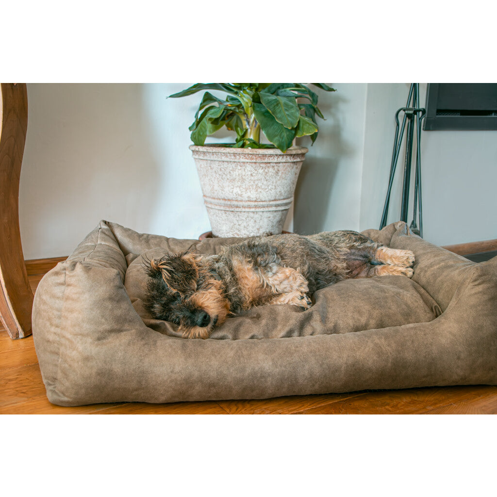 Hond ligt ontspannen in de Let's Sleep Sweet Dreams hondenmand met kussen in een moderne woonkamer.