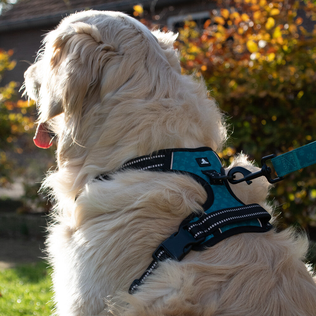 Hond met Spotted Pro No Pull Harnas Oranje, dat comfort en veiligheid biedt tijdens het wandelen.