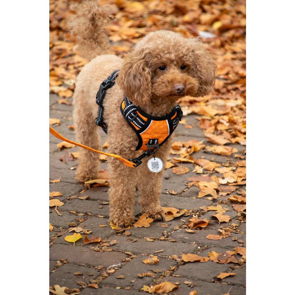 Spotted Pro No Pull Harnas Oranje op een schattige hond in een herfstlandschap met gevallen bladeren.