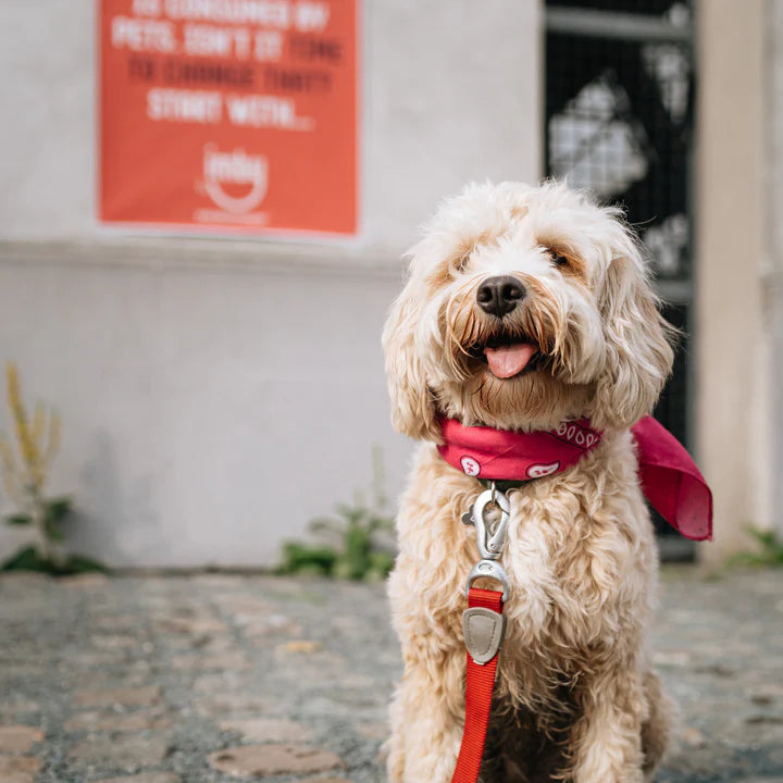 Hond met een roze bandana en een riem, klaar voor een heerlijke maaltijd Imby Hypoallergene mini hondenvoer.