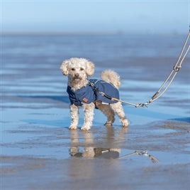 Hond in Trixie Be Nordic Regenjas Husum Blauw aan het lopen op het strand.