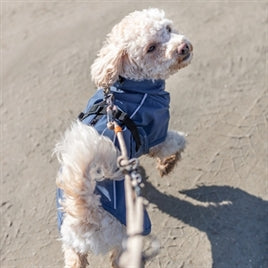 Hond in TRIXIE BE NORDIC REGENJAS HUSUM BLAUW tijdens het wandelen op een zandpad.